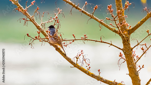 Foto Sylvia atricapilla, eurasian blackcap, singing on a tree on a sunny spring day