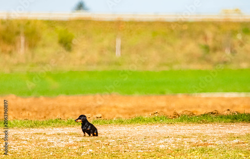 Vászonkép Dog waiting for its beloved human family member