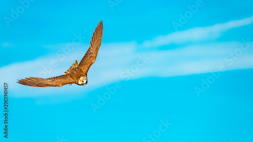 Falco biarmicus, Lanner falcon, in flight on a sunny day in spring