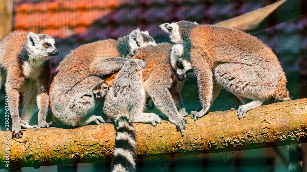 Fototapeta premium Group of Lemur catta, ring-tailed lemurs, on a tree with a little one between them
