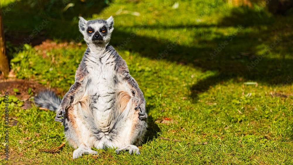 Fototapeta premium Lemur catta, ring-tailed lemur, enjoying the warmth of the sun on a sunny spring day