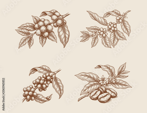 coffee plant and coffee bean sketch illustration design template