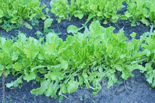 row of green lettuce plants growing on grey soil in summer vegetable garden