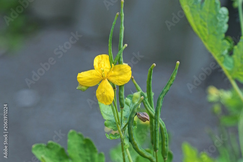 one small wild yellow flower of celandine on a green stalk with leaves in summer nature