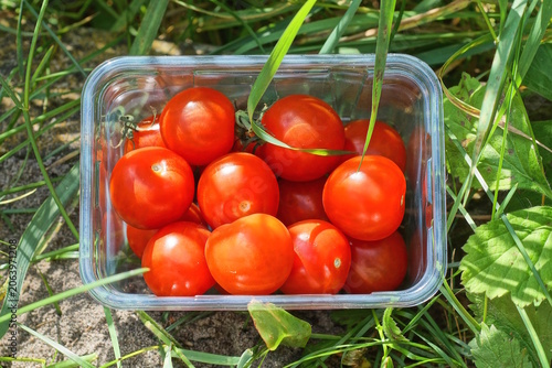 red ripe tomatoes lie in a white transparent plastic box in green grass and vegetation in nature