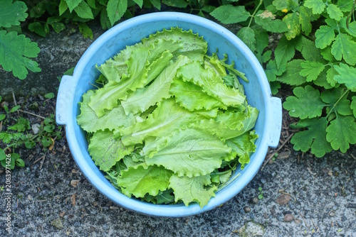 fresh green lettuce leaves lie in a large plastic blue bowl stands on the gray earth in the summer garden