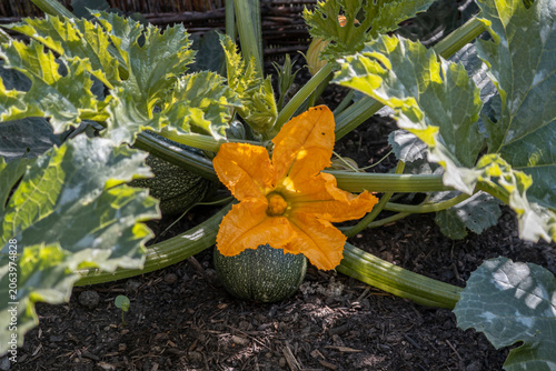Zucchini mit Frucht und Blüte