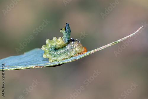 Photos Sawfly Larva Curled On Damaged Eucalyptus Leaf