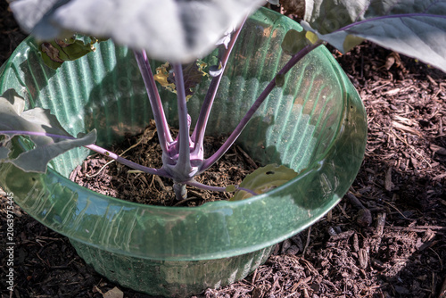 Kohlrabi mit einem Schneckenschutz