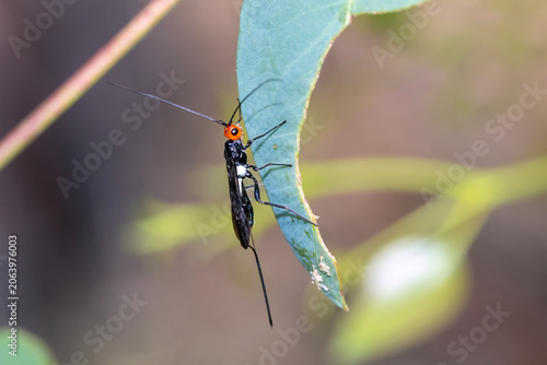 Foto Braconid Wasp Hanging Beneath Green Leaf