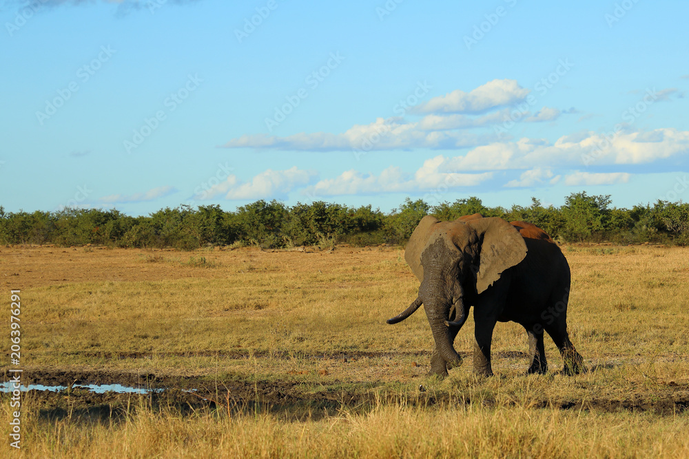 Obraz premium Afrikanischer Elefant / African elephant / Loxodonta africana