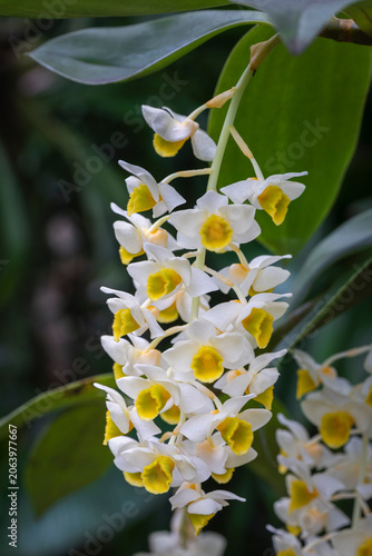 Closeup vertical view of bright white and golden yellow flower of epiphytic orchid species dendrobium palpebrae blooming outdoors in tropical garden
