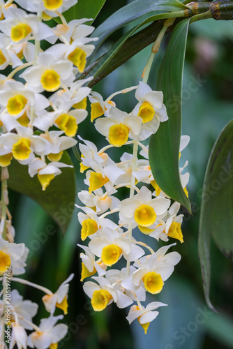 Closeup vertical view of fresh white and golden yellow flowers of tropical epiphytic orchid species dendrobium palpebrae blooming outdoors in garden