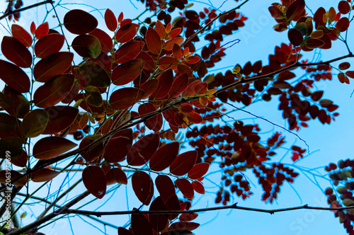 Autumn leaves against blue sky