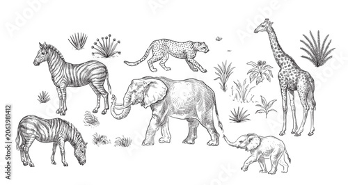 animals and plants of the savannah, vector illustration, set.