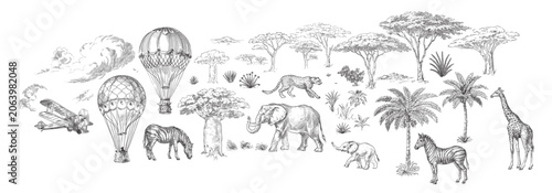 animals and plants of the savannah, vector illustration, set.