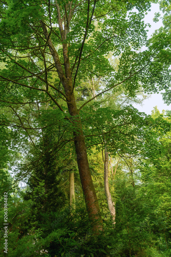 Fototapeta premium Frisches sattes grün an den Bäumen im Park und Wald im Juni bei Nebel und Dunst