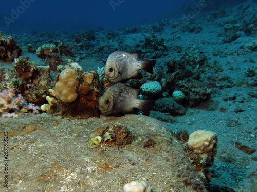  Two Three-spot dascyllus Dascyllus trimaculatus