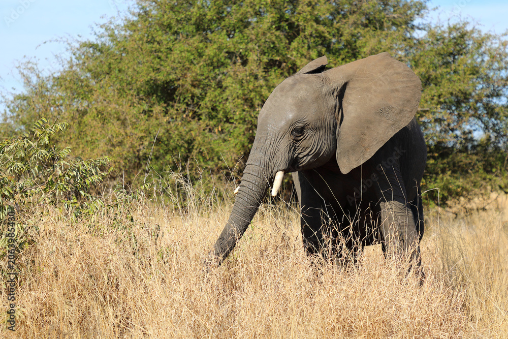 Fototapeta premium Afrikanischer Elefant / African elephant / Loxodonta africana