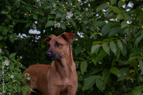 Schilderij op canvas Mixed Breed Rescue Dog Standing Among Flowering Garden Shrubs