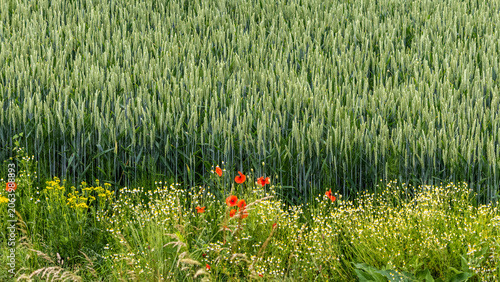 Field of blue-green rye with unripe ears, with a border of wildflowers, including red poppies 
