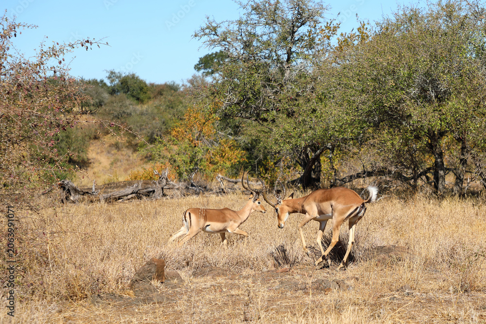 Fototapeta premium Schwarzfersenantilope / Impala / Aepyceros melampus