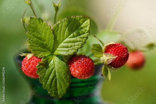 Quadro su tela Fresh, aromatic, delicious wild strawberries (Fragaria vesca) – Hanover, Lower Saxony, Germany