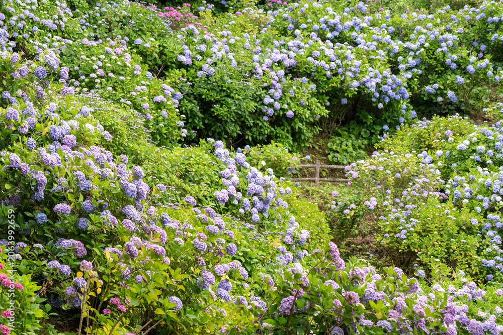 Fototapeta premium Colorful hydrangeas blooming along a garden path in summer