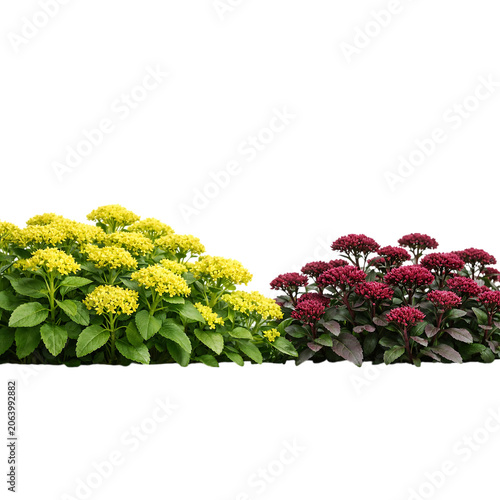 Yellow and red sedum flower bush patch cutout