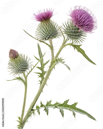 Purple Milk Thistle Flower Branch with Thorny Green Leaves Isolated on White Background