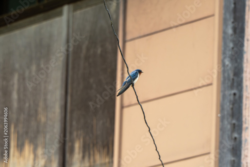 Swallow perched on a wire beside a traditional wooden building