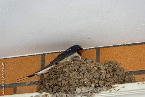 Barn swallow resting on a mud nest beneath a building eave
