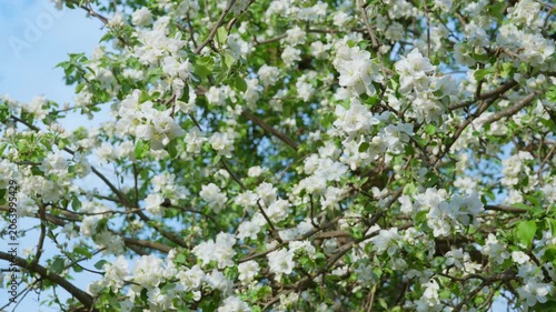 Apple tree in full bloom with white flowers in garden. High crop production potential and agricultural abundance. Natural floral growth in rural orchard during spring season.