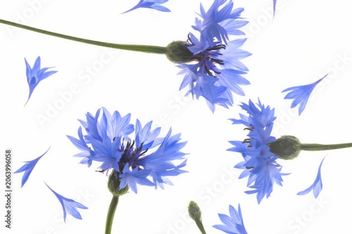 Airy botanical arrangement of fresh blue cornflowers with scattered flying petals