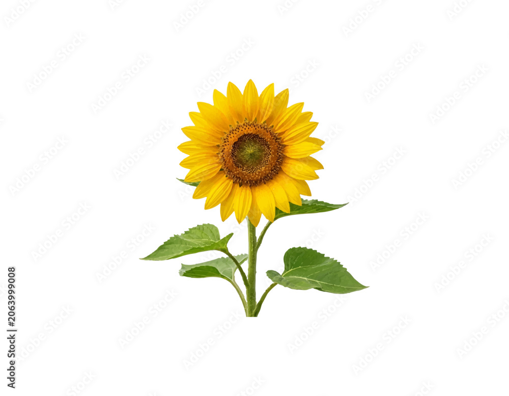 Obraz premium sunflower
