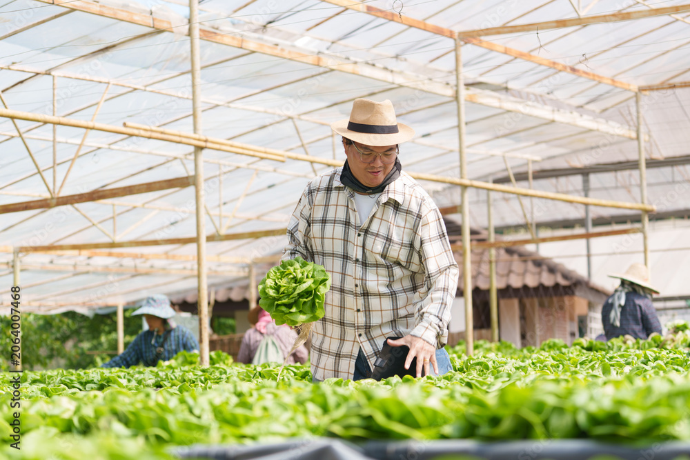 Obraz premium An organic vegetable farm owner checks his vegetables for sale to a global business.