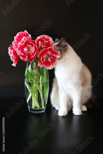 Beautiful fluffy cat with vibrant red tulips in glass vase on black background.