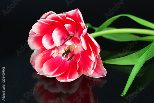 Single red and white tulip is in full bloom with its petals open on black background with reflection.