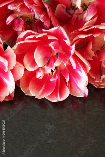 Close-Up of Elegant Red Tulips Flowers with Striking White Markings on Black Background with Drops of Water.