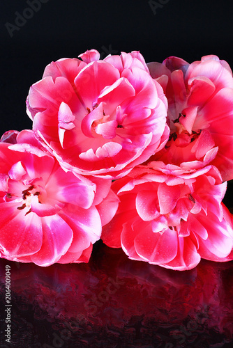 Beautiful red and white tulips flowers with water reflection and droplets on black background.