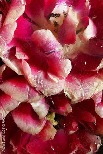 Close-Up of Beautiful Red and White Tulips Flowers under Glass with Water Droplets on Black Background.