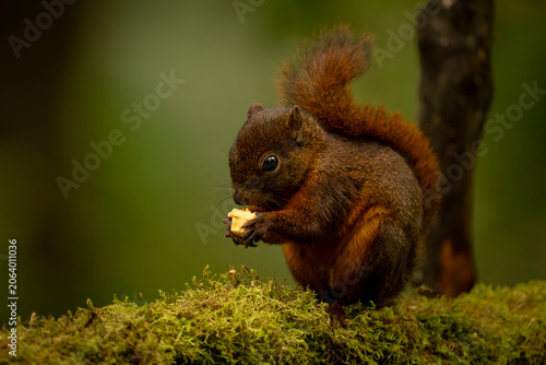 A reddish-brown squirrel eating a nut while perched on a moss-covered log.