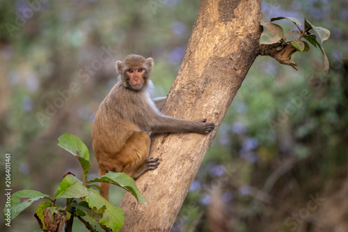 A monkey clings to a tree branch in a lush, green forest environment.