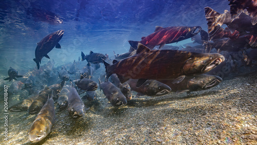 A staging Coho Salmon is reaching for the surface where it will gulp air  to fill its air bladder. Alaska, USA