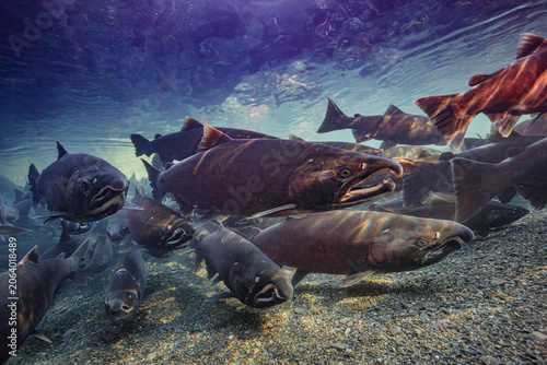 Coho Salmon (Oncorhyncus kisutch) undergoing final maturation while schooled in a staging area adjacent to spawning grounds in the shadowy illumination of dappled light. Alaska, USA