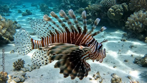 Red lionfish (Pterois volitans) with venomous spines and striped patterns swimming above a sandy seabed and coral reef in clear blue tropical ocean water with sunlight ripples.