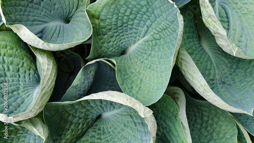 Photos Blue green hosta leaves texture background