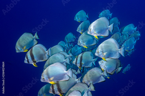 Fotografía Egypt, Sharm El Sheikh, Orbicular Batfish (Platax orbicularis), Circular Batfish