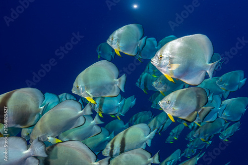 Quadro su tela Egypt, Sharm El Sheikh, Orbicular Batfish (Platax orbicularis), Circular Batfish