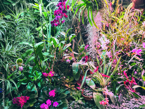 Various orchids, tropical plants grow in botanical garden, soft selective focus